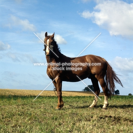 Frederiksborg tethered wearing old fashioned head collar