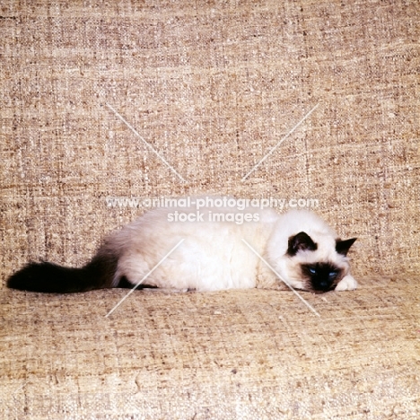 seal point birman cat lying on sofa
