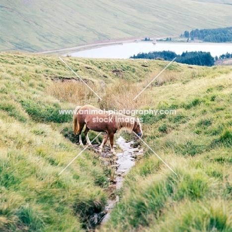welsh mountain pony on brecon beacons crossing a stream