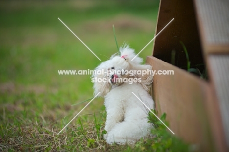 white miniature poodle looking back and licking her nose