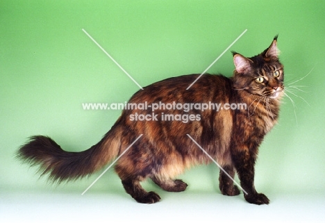 tortie maine coon cat on green background