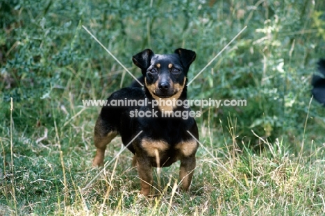 merry meg of the embarges, lancashire heeler  