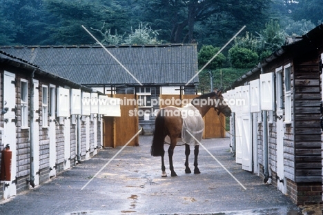 horse outside stables at goodwood house