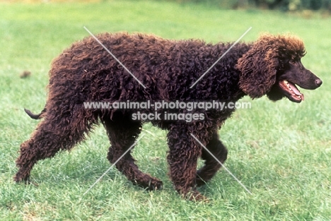 irish water spaniel walking