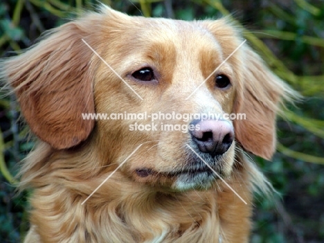 Nova Scotia Duck Tolling Retriever