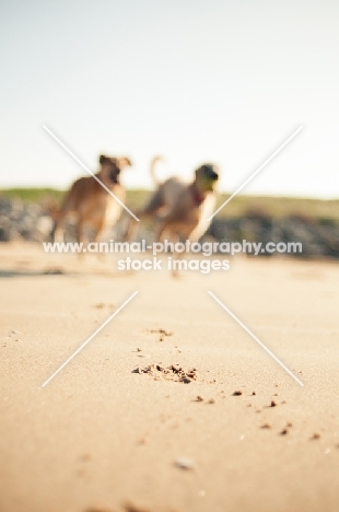 two dogs running on beach