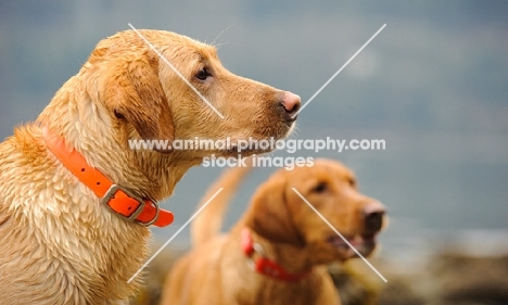 Two Labrador Retrievers