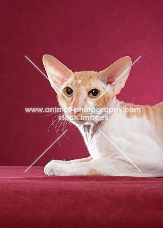 ginger and white Peterbald cat sitting against pink background