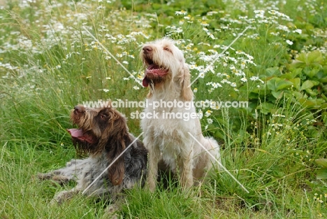 two italian spinone dogs