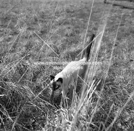 seal point siamese cat walking in grass