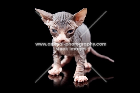 4 week old Sphynx kitten on black background