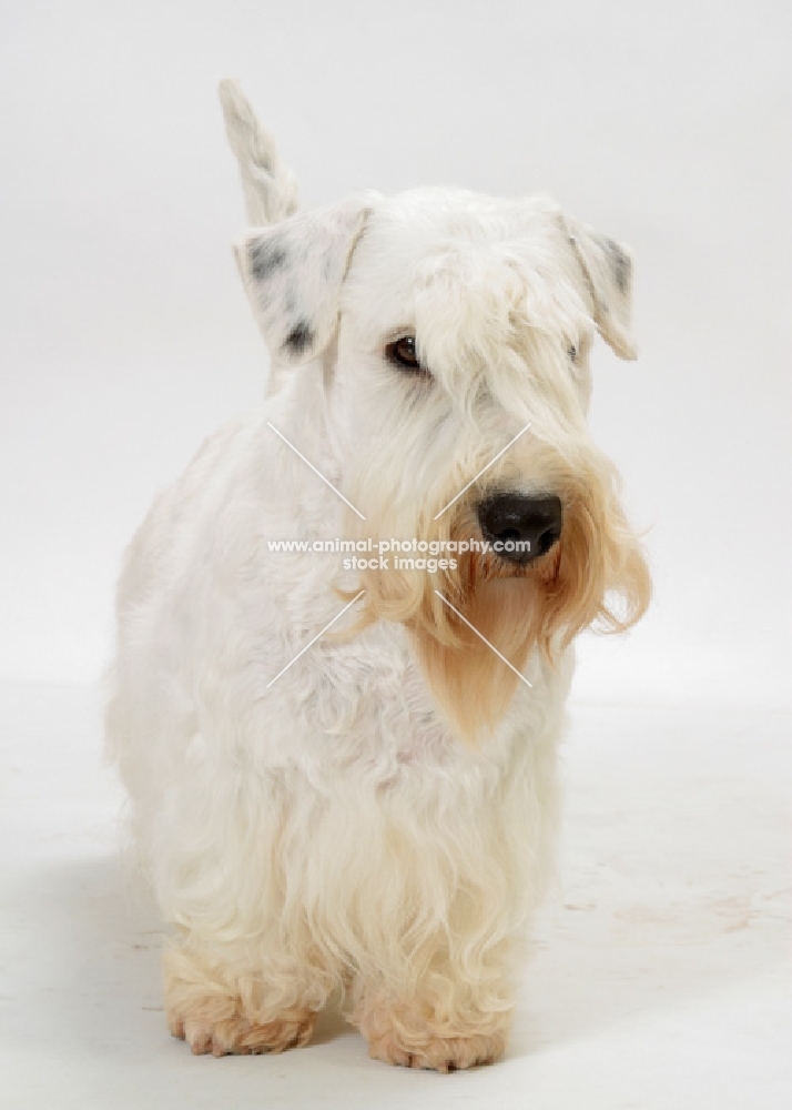 Australian Champion Sealyham Terrier, looking away