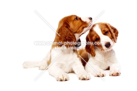 Welsh Springer Spaniel