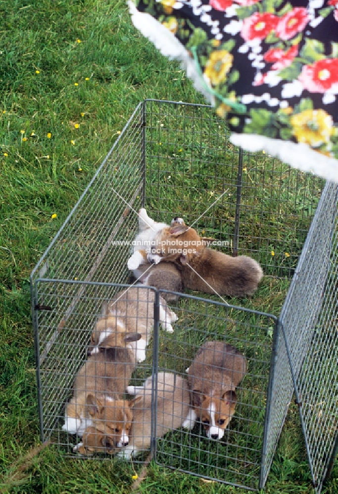 six pembroke corgis in a puppy pen