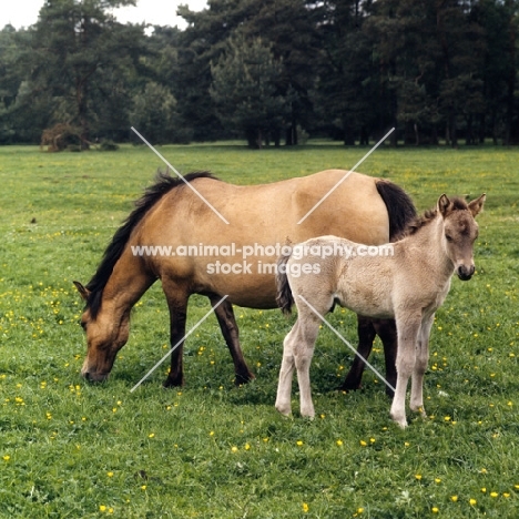 Dulmen mare grazing with her foal full body  