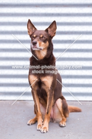 Kelpie concentrating