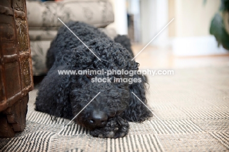 black standard poodle resting head on paw
