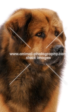Australian Champion Tibetan Mastiff portrait