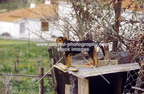 hellenic hounds, (aka Hellinikos Ichnilatis, Greek Harehound, Hellenic Hound, Greek Hound}