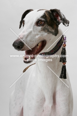 cheerful white and brindle Greyhound, australian champion and finnish champion