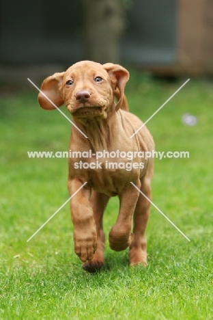 cute shorthaired Hungarian Vizsla puppy, running