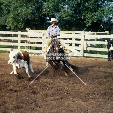 quarter horse and rider cutting cattle