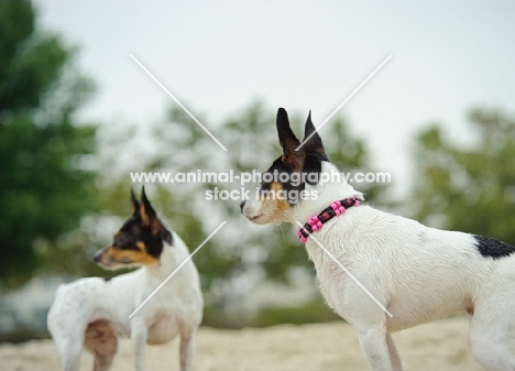 two Toy Fox Terrier