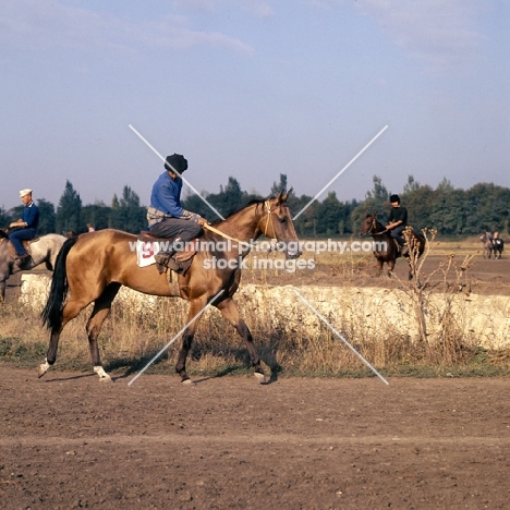 morning exercise, grooms riding  akhal tekes