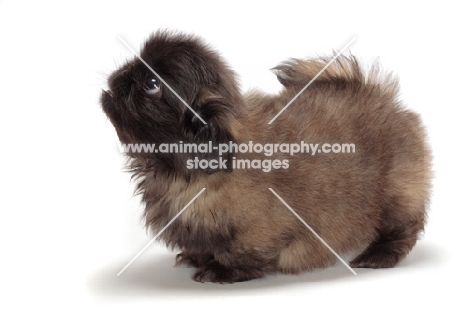 Pekingese puppy on white background, looking up