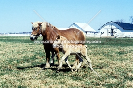 American Belgian mare and foal in a field