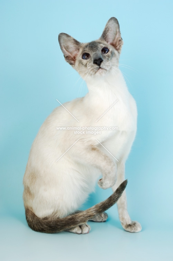 blue point siamese cat, one leg up
