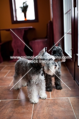 Salt and pepper and black Miniature Schnauzers looking out window in kitchen.