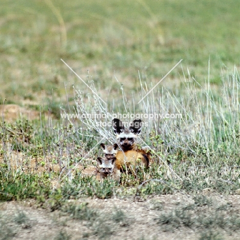 bat eared fox with her cubs in amboseli pn,