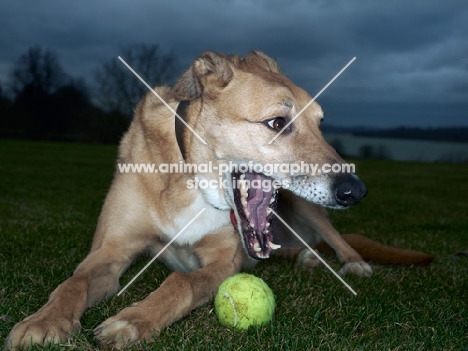 Lurcher with tennis ball, eveing time