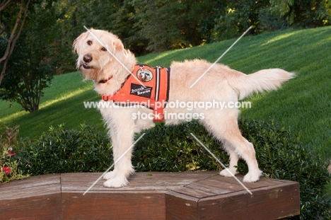 Goldendoodle in rescue suit