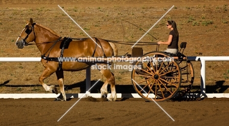 Belgian Draft horse