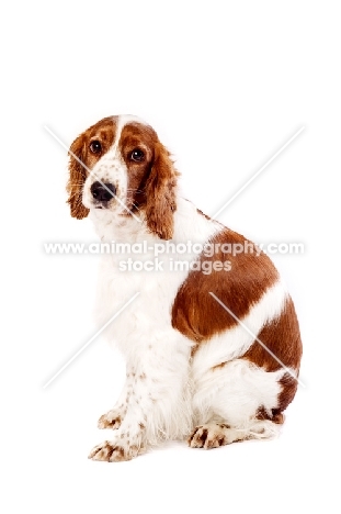 Welsh Springer Spaniel