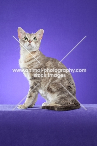 Australian Mist cat on periwinkle background, looking up