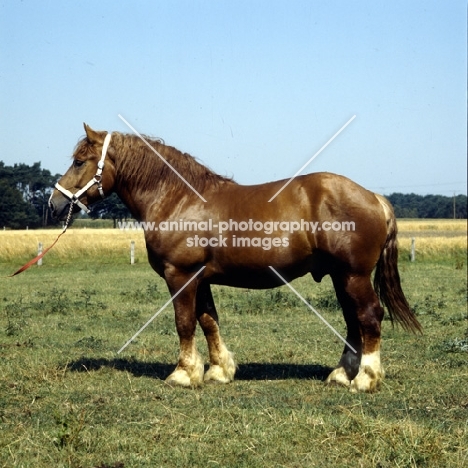 torpedo, westphalian cold blood stallion in germany