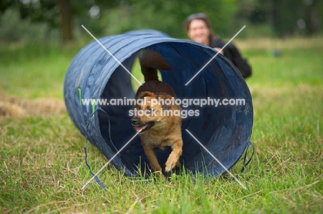 small mongrel dog coming out of a tube, happy owner in the background