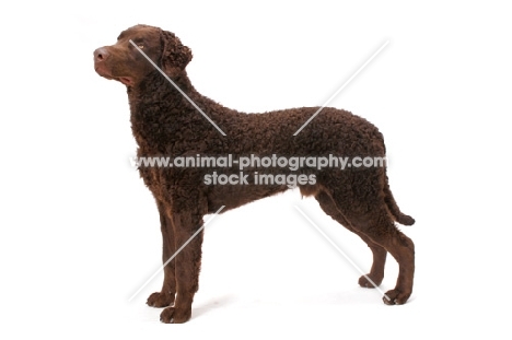 liver coloured Curly Coated Retriever