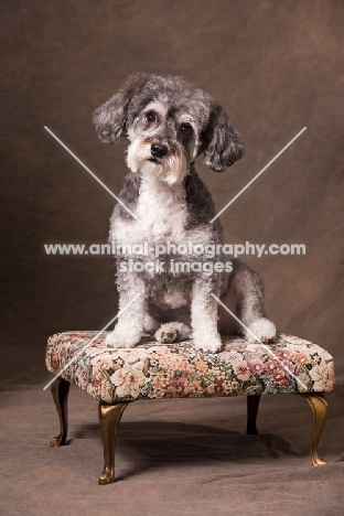 cute Schnoodle (Schnauzer cross Poodle) on bench