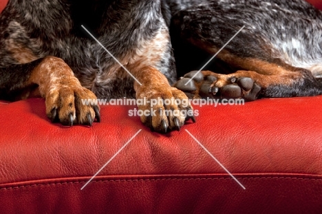 paws of blue tick coonhound