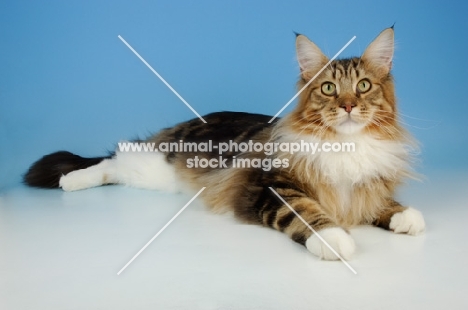 brown tabby and white maine coon cat lying on blue background