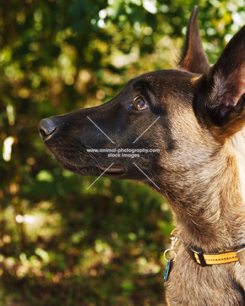 Belgian Malinois puppy, profile