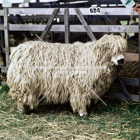 greyface dartmoor ram