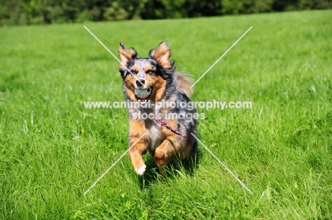 Miniature Assie running in field