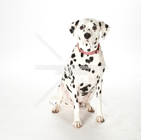 dalmatian on white background