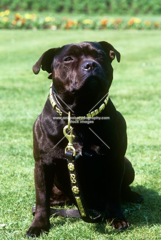 watchman 3, staffordshire bull terrier, mascot of the staffordshire regiment 