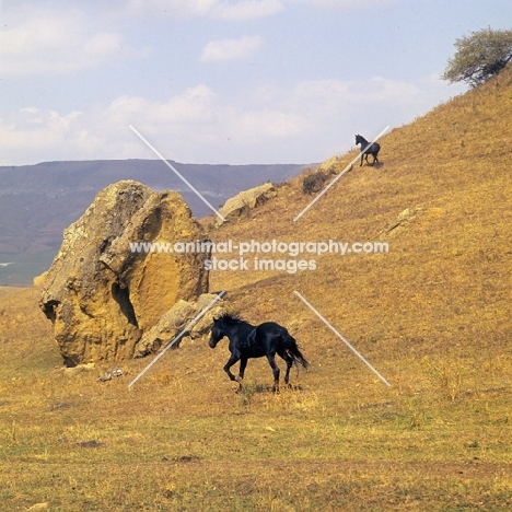 Kabardines from a taboon of colts and stallions, Caucasus mountains